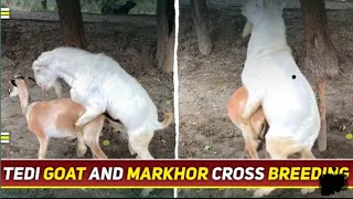 goat matinggoat subscribe science farming motivation male funny female mating [upl. by Armyn]