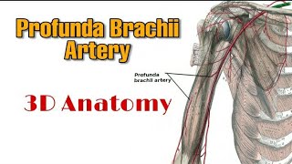 Profunda Brachii Artery  Course and Branches [upl. by Ynolem804]