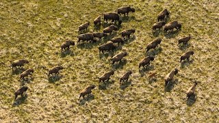 Meet Americas only wild wood bison [upl. by Spitzer714]