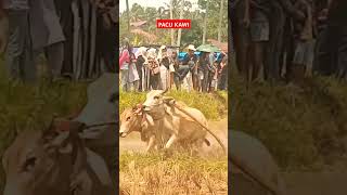 PACU JAWI ‼️bullrace Kasuduiik ang meangshortsfeed pacujawi indonasia pacujawiterbaru india [upl. by Kwabena]