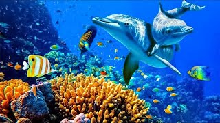 Relaxing Music to Relieve Stress Anxiety and Depression • Mind Body 🐬 Soothing music for nerves [upl. by Aoht]