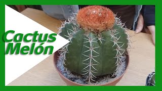 💚🌵 Cactus Colección Melocactus  Cactuky [upl. by Enneicul414]