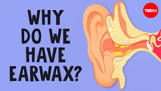 What is earwax — and should you get rid of it  Henry C Ou [upl. by Atirrehs]