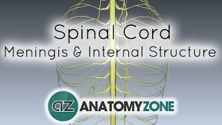 Spinal Cord  Meninges and Internal Structure  Anatomy Tutorial [upl. by Notlehs]