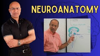 Neuroanatomy  Neurology  Neuroscience  Dr Najeeb [upl. by Yelraf825]