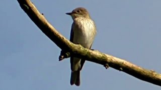 Spotted Flycatcher in My Garden in Cornwall [upl. by Joey]