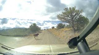 Encountering a calf on Perkinsville [upl. by Nerad]