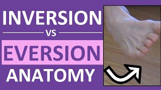 Inversion and Eversion of the Foot Ankle  Body Movement Terms Anatomy [upl. by Pentha]