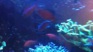 Anthias squamipinnis mating [upl. by Chladek841]