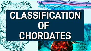 Classification of chordates  Phylum chordate classification  kingdom Animalia [upl. by Seumas]