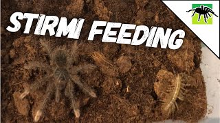 T STIRMI EATS A WILD PREY [upl. by Hurwit]