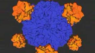 PhiX 174 Virus Capsid Assembly [upl. by Meriel797]