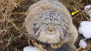 Ukrainian Farmer Found KittensBut Soon He Realized They Were A Little Bit Different [upl. by Barstow78]