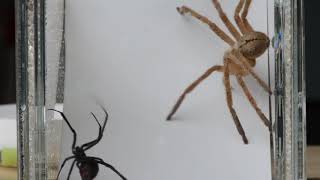 Wolf or Giant Crab Spider vs Black Widow [upl. by Som]