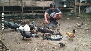 Feeding muscovy ducks and How to Successfully Raise Muscovy Ducks muscovyduck beternakentok [upl. by Hiamerej]