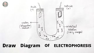 How to draw Electrophoresis  Labelled diagram of Electrophoresis  Biology Diagram [upl. by Lanahtan]