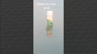 Outlet for fishpond shortsfeed facts fish youtubeshorts youtube viralvideo [upl. by Aissenav952]