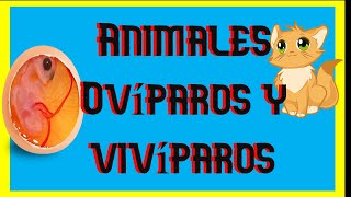 👉 3º Elemental 💥 Así NACEN los ANIMALES  vivíparos ✔ ovíparos [upl. by Leiser649]