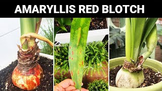 What to Do with Amaryllis Red Blotch  Amaryllis Hippeastrum Disease and Care [upl. by Atiuqihc703]