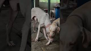 alangu doglover mastiffdog bullykutta pets tamilpets funny cutedog mastifflovers 🐈 [upl. by Arrait]