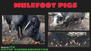 MULEFOOT PIGSNATIVE PIGSBERKSHIRE PIGSPhilippines [upl. by Anawal360]