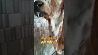 Haypomegnisimiya in cow calf  High fever 🤒  incordination ytshorts music vet treanding calf [upl. by Yentruoc]