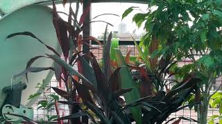 Draecena cordyline plant careBeautiful indoor plantGardening Tips By Aryan [upl. by Mccafferty24]