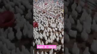 Age 8TH Day Starts  Broiler Supreme chicks  Broiler Farming  Control shed broiler chicken [upl. by Suiramad]