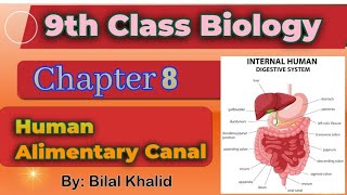 Human Alimentary Canal  Chapter 08  9th class Biology [upl. by Latoniah]