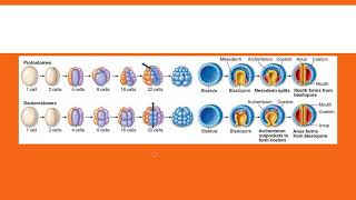 Protostomes vs Deuterostomes [upl. by Oluas895]