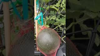 Quest Garden Grow Together Sugar Melon Update 8624 gardening [upl. by Wall]