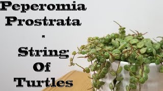 Peperomia Prostrata  Care and Propagation [upl. by Ailaza669]