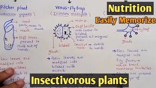 Insectivorous Plants  Pitcher Plants  Venus Fly Trap Plants  Sundew Plants  Class 11 [upl. by Castara]