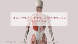 Latissimus Dorsi Functions Part 3 Internal Rotation 3D ANIMATION [upl. by Bose237]