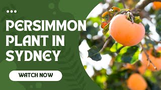 Persimmon Plant in Sydney  Non Astringent and Astringent [upl. by Candless]