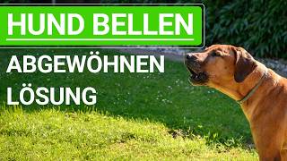 💥🐶 Hund das BELLEN abgewöhnen ➡️ Warum ER bellt  die LÖSUNG ➡️ Erklärvideo 🐶💥✔️ [upl. by Unhsiv]