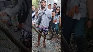 quotPhilippine king cobra also known as banakon captured by concerned citizen here in kiambaquot👊❤️💚🧡💙 [upl. by Morry]