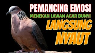 115 Suara Tekukur Betina Memanggil Jantan Cocok Untuk Pancingan Dirumah [upl. by Wylen777]