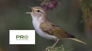 Western Bonellis Warbler Bird Sound Bird Calling [upl. by Hymie]