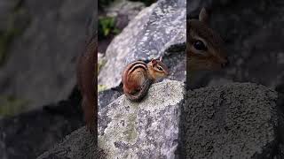 You know its spring when the chipmunks are back at Spruce Lake [upl. by Rosen679]