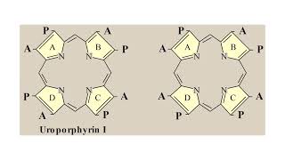 Porphyrins amp Hemoproteins Lecture 02 [upl. by Stedmann]