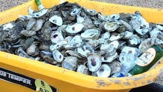 Enjoying oysters  how to cook open and eat them A Tasty Thursday video [upl. by Pierrette]