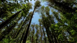 The Wind in the Trees  10 Hours of Natural White Noise [upl. by Aicert458]