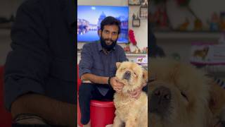 Deworming a dog easy method  puppy deworming  sri Lakshmi kennels deworming shorts trending [upl. by Eanwahs]