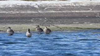 Garganey amp Teal  Caleta De Fuste  Feb 2024 [upl. by Vale]