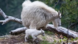 Day old baby mountain goat  Mt Baker National Forest  622013 [upl. by Laurentium768]