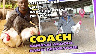 comment obtenir des œufs par jour avec les poulets de chair  Coach Samassi Abdoul Ramzi Décortique [upl. by Colton575]