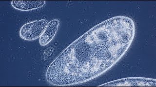 Pantoffeltierchen Paramecium caudatum [upl. by Efinnej]