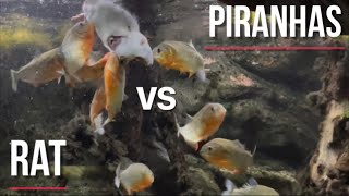 PIRANHAS vs RAT First encounter Warning Graphic content [upl. by Parsons]