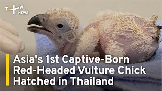 Asias 1st CaptiveBorn RedHeaded Vulture Chick Hatched in Thailand  TaiwanPlus News [upl. by Yxel634]